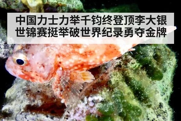 中国力士力举千钧终登顶李大银世锦赛挺举破世界纪录勇夺金牌
